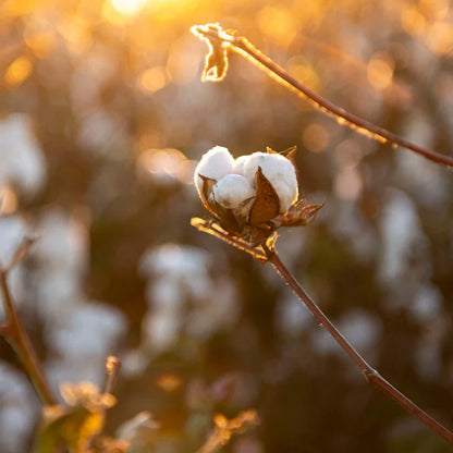 Naturepedic EOS Pillow Top mattress craftsmanship
